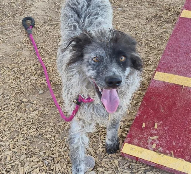 A young medium-sized male Australian Cattle Dog / Blue Heeler dog named Gem for adoption in Albuquerque, NM