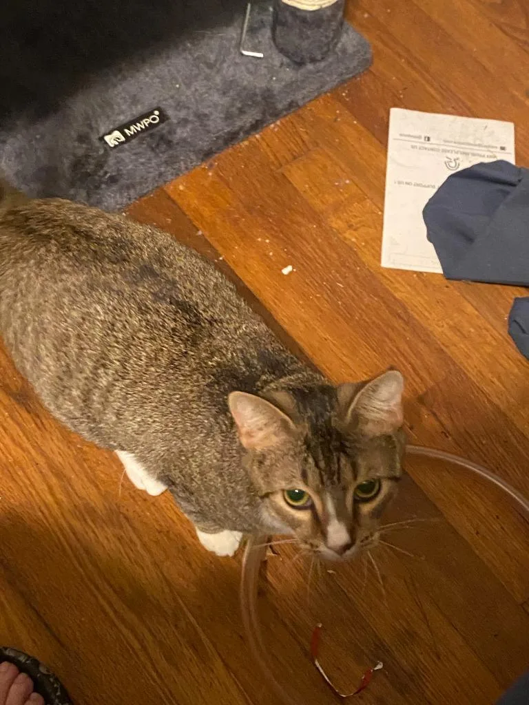 An adult medium-sized female Domestic Short Hair cat named Athena for adoption in Rockford, IL