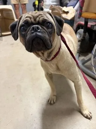 A young small-sized male Yellow / Tan / Blond / Fawn Pug dog named Cilantro for adoption in Phoenix, AZ