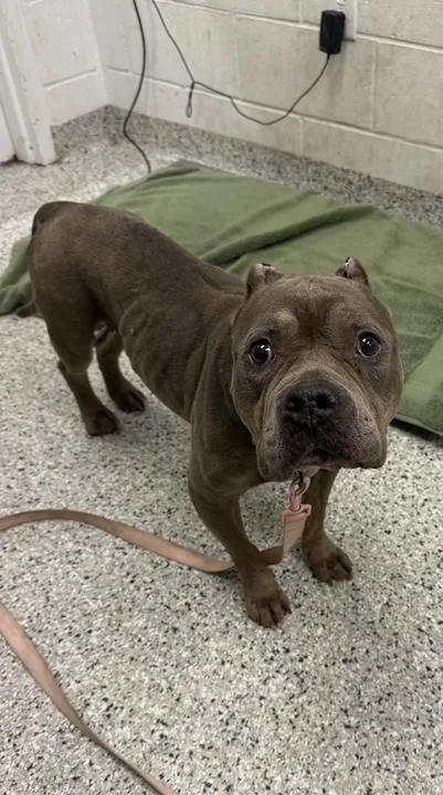 An adult medium-sized female Gray / Blue / Silver Pit Bull Terrier dog named Seneca for adoption in Kansas City, MO