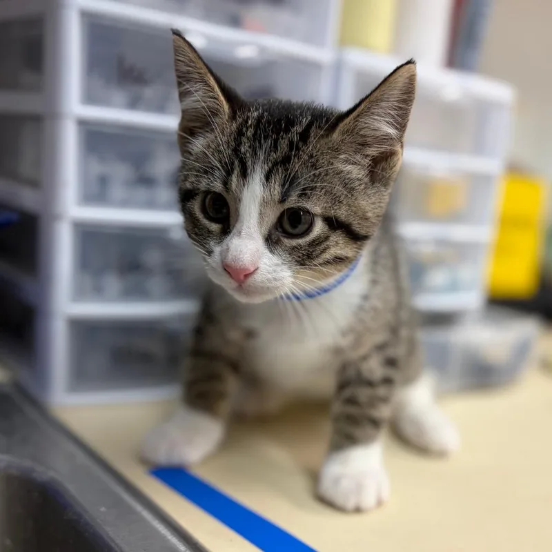 A baby small-sized male Domestic Short Hair cat named Cozmo for adoption in Ardmore, OK