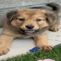 A baby small-sized male Brown / Chocolate German Shepherd Dog dog named Teddy for adoption in Northbrook, IL