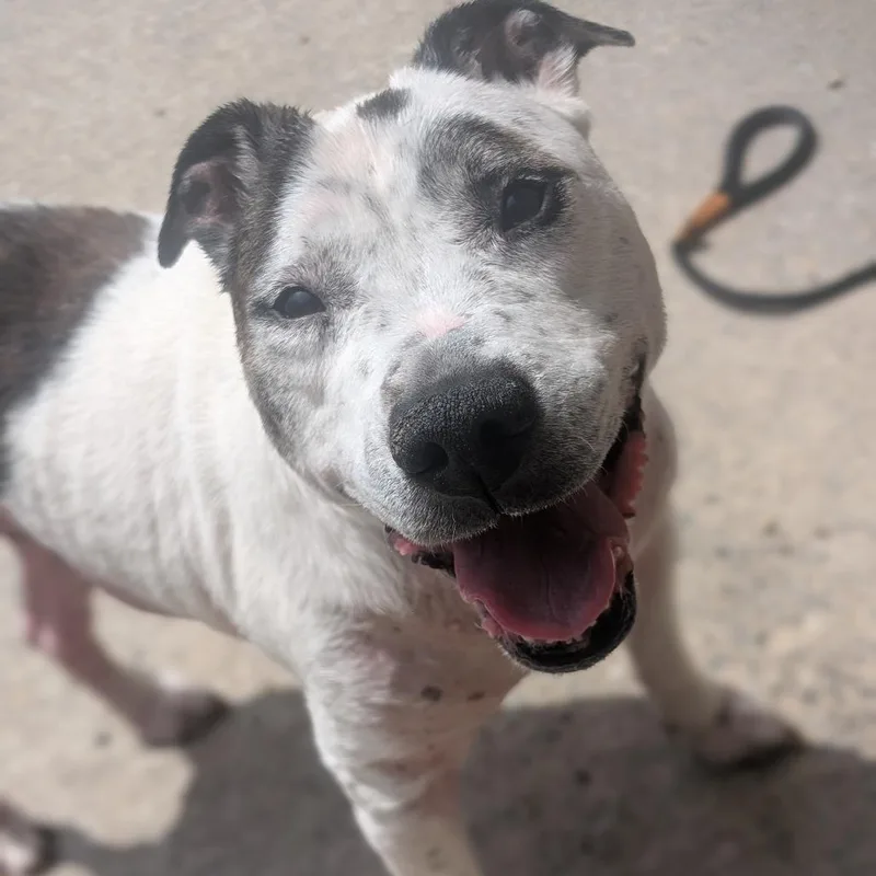A senior large-sized female White / Cream Pit Bull Terrier dog named Rowdy Mae for adoption in Watertown, NY