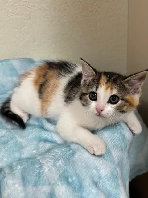A young medium-sized female Calico Domestic Short Hair cat named Blossom for adoption in Fort Collins, CO
