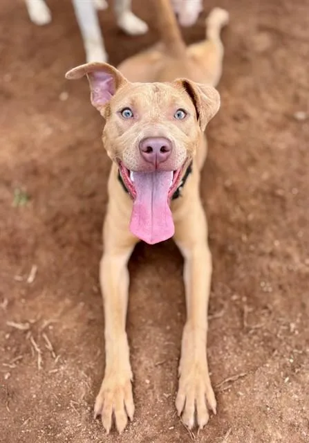 A young medium-sized female Labrador Retriever dog named Bit O Honey for adoption in York, SC
