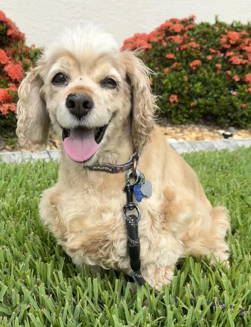 A senior medium-sized female Cocker Spaniel dog named Lucy for adoption in Cape Coral, FL