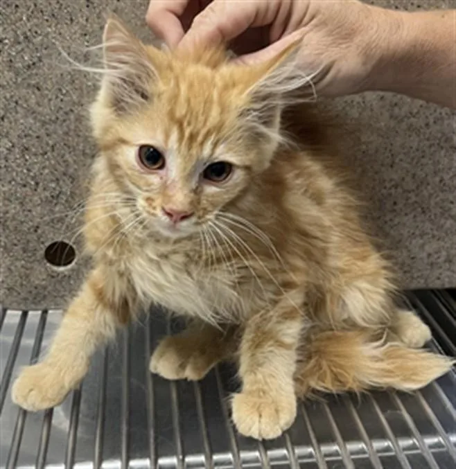 A baby small-sized male Domestic Short Hair cat named Gibbs for adoption in Norco, CA