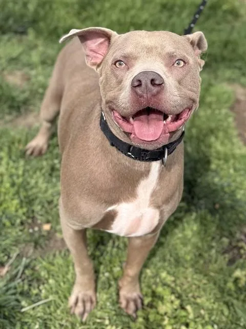 Jamal