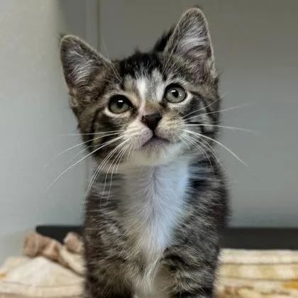 A baby medium-sized male Black Domestic Short Hair cat named Posey for adoption in Tinley Park, IL