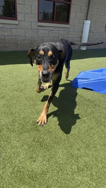 An adult large-sized female Black and Tan Coonhound dog named Suzy for adoption in Independence, MO