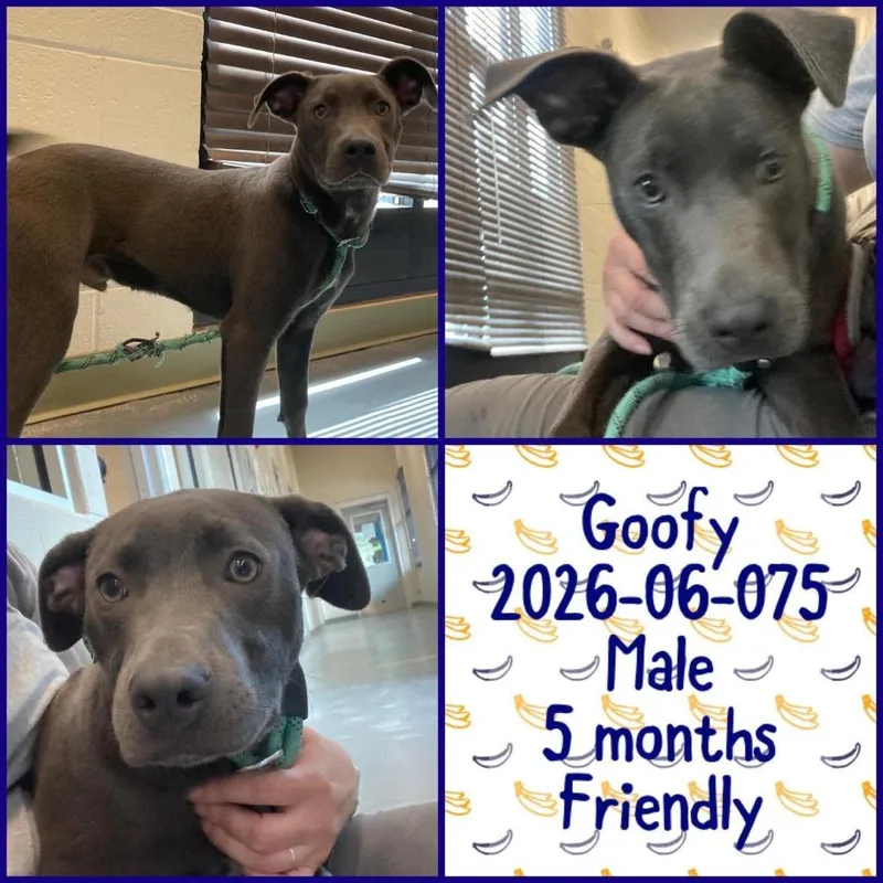 A baby medium-sized male Pit Bull Terrier dog named Goofy for adoption in Winder, GA