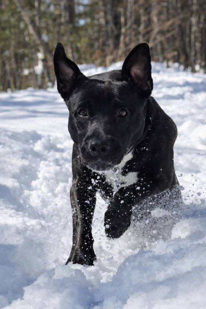 A young large-sized male Pit Bull Terrier dog named Rocco  Local In for adoption in Princeton, MA