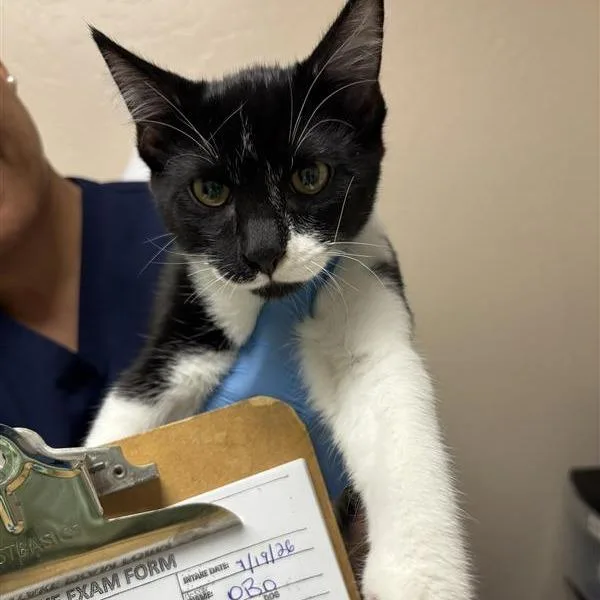 A baby small-sized male Black Domestic Short Hair cat named Oboe for adoption in Tempe, AZ