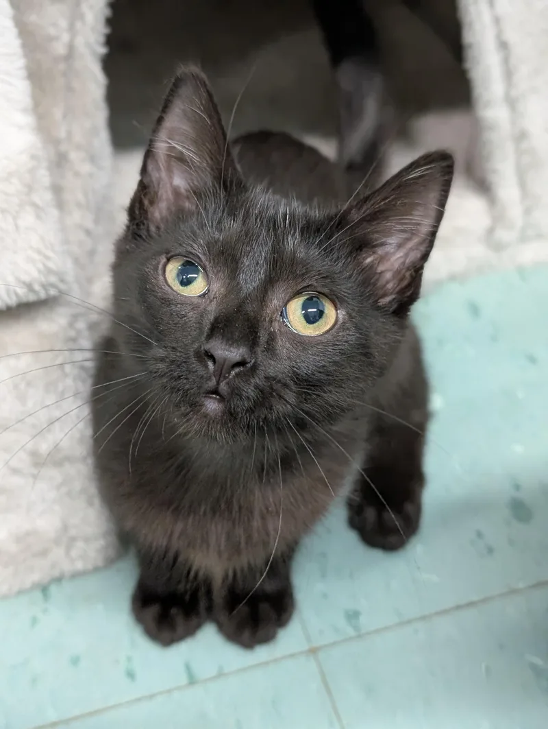 A baby medium-sized male Black Domestic Short Hair cat named Macchiato for adoption in Tilton, IL