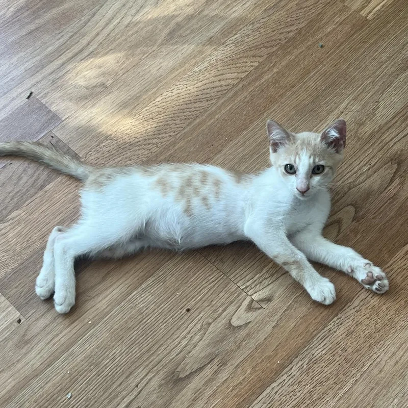 An adult medium-sized male White Domestic Short Hair cat named Johnny for adoption in Los Angeles, CA