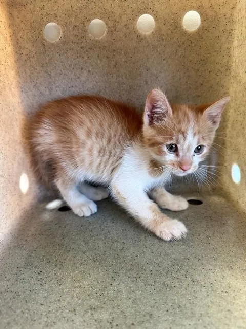 A baby small-sized male Domestic Short Hair cat named Kobe for adoption in Lancaster, CA
