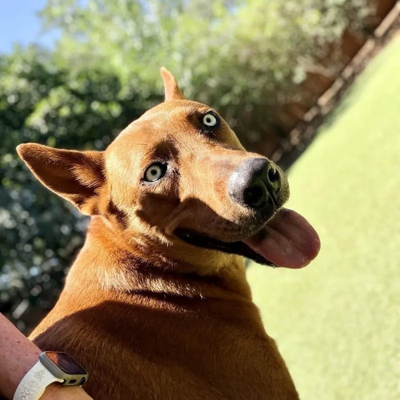 A young large-sized male Shepherd dog named Caleno for adoption in Hilton Head Island, SC