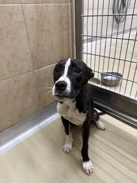 A young medium-sized male Black Mixed Breed dog named Zero for adoption in Hobbs, NM