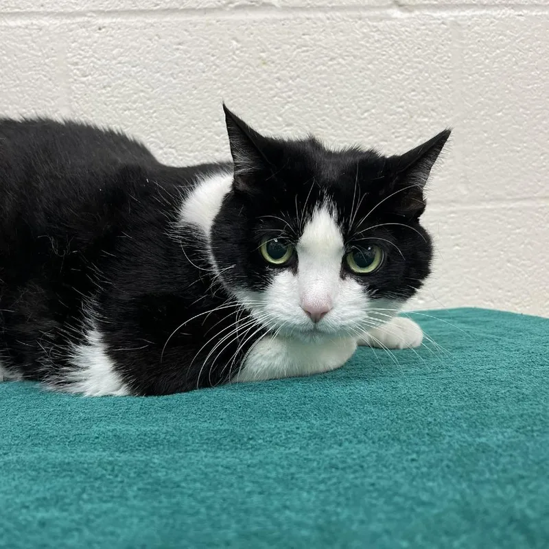 A senior extra large-sized female Black Domestic Short Hair cat named Sundae for adoption in Lyndhurst, VA