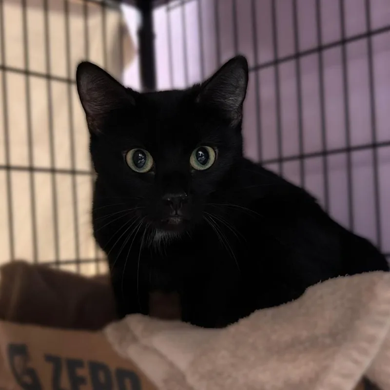An adult medium-sized female Black Domestic Short Hair cat named Harv for adoption in Davenport, IA