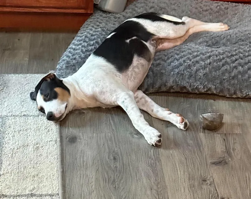 A baby medium-sized female Hound dog named Lola for adoption in Saratoga Springs, NY