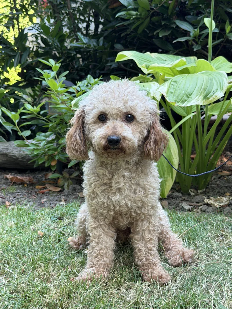 An adult small-sized male Apricot / Beige Poodle (Toy) dog named Georgie for adoption in Puyallup, WA