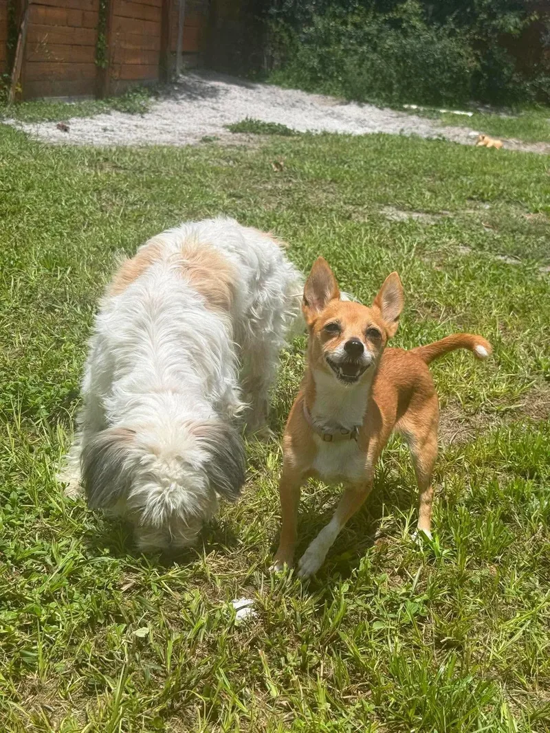 An adult small-sized female Chihuahua dog named Lilly for adoption in Parrish, FL