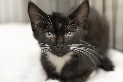 A young small-sized male Domestic Short Hair cat named B Beckham for adoption in North Charleston, SC