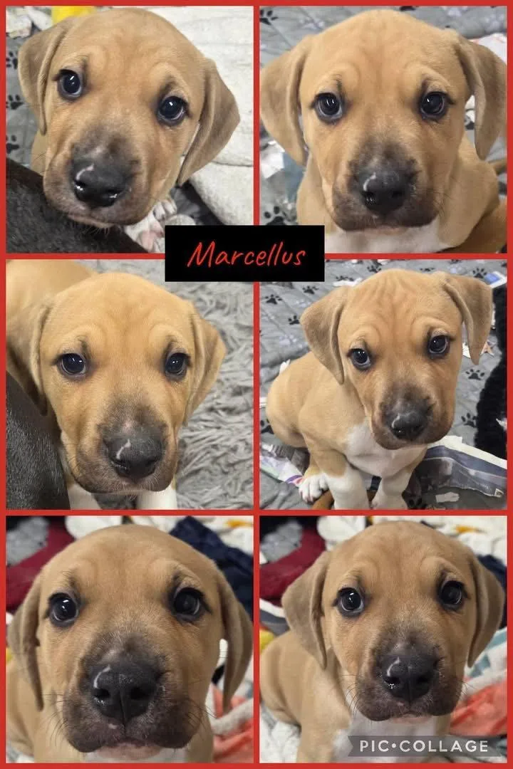 A baby medium-sized male American Bulldog dog named Marcellus for adoption in Newport, KY