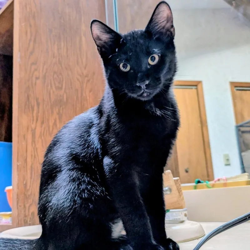 A baby medium-sized male Domestic Short Hair cat named Rex for adoption in Wheeling, IL