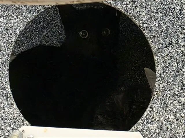A baby small-sized male Domestic Short Hair cat named Plankton for adoption in Martinez, CA
