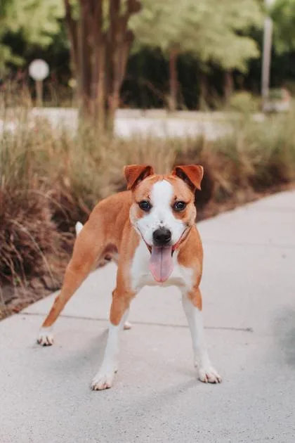 An adult medium-sized male Hound dog named A Funky for adoption in North Charleston, SC