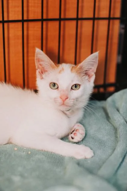 A young small-sized female Domestic Short Hair cat named B Gabbatron for adoption in North Charleston, SC