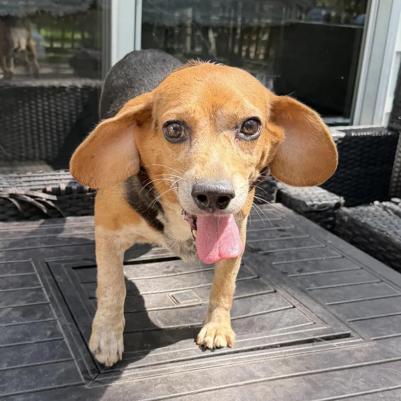 An adult small-sized female Black Beagle dog named Raisin for adoption in Medford, NJ