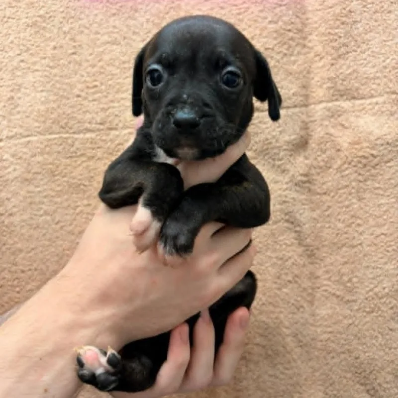 A baby medium-sized female Brindle Pit Bull Terrier dog named Scarlett for adoption in Schenectady, NY