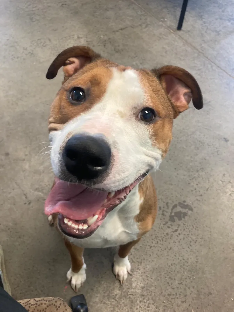 Corduroy Jones thumbnail 2