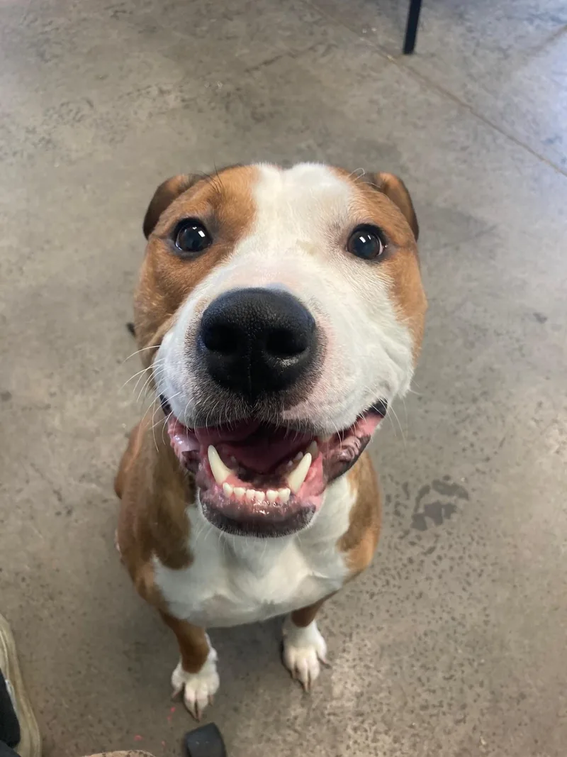 Corduroy Jones thumbnail 3