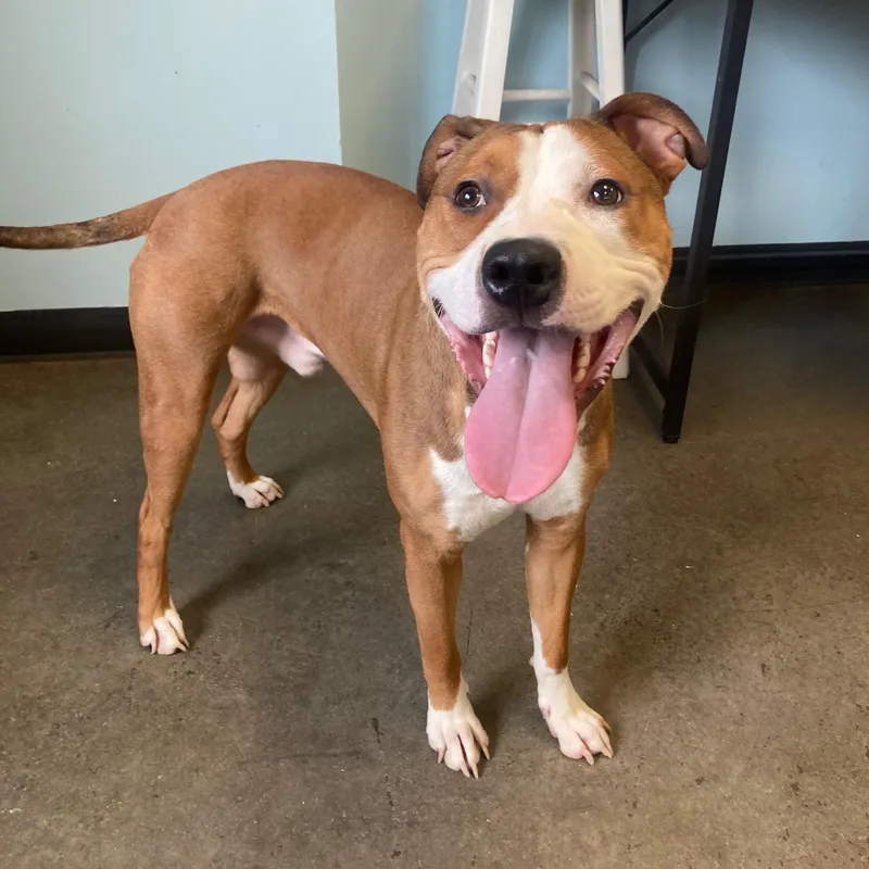 Corduroy Jones thumbnail 4