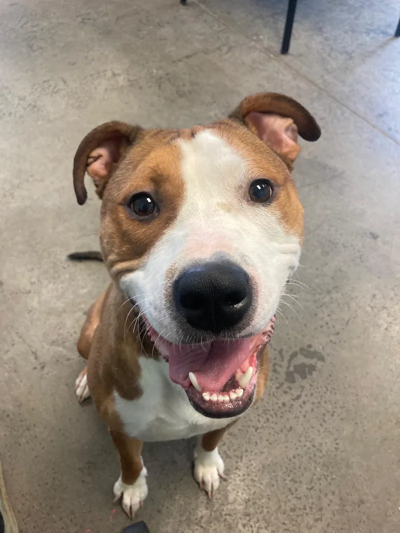 An adult medium-sized male Red / Chestnut / Orange Mixed Breed dog named Corduroy Jones for adoption in Mishawaka, IN