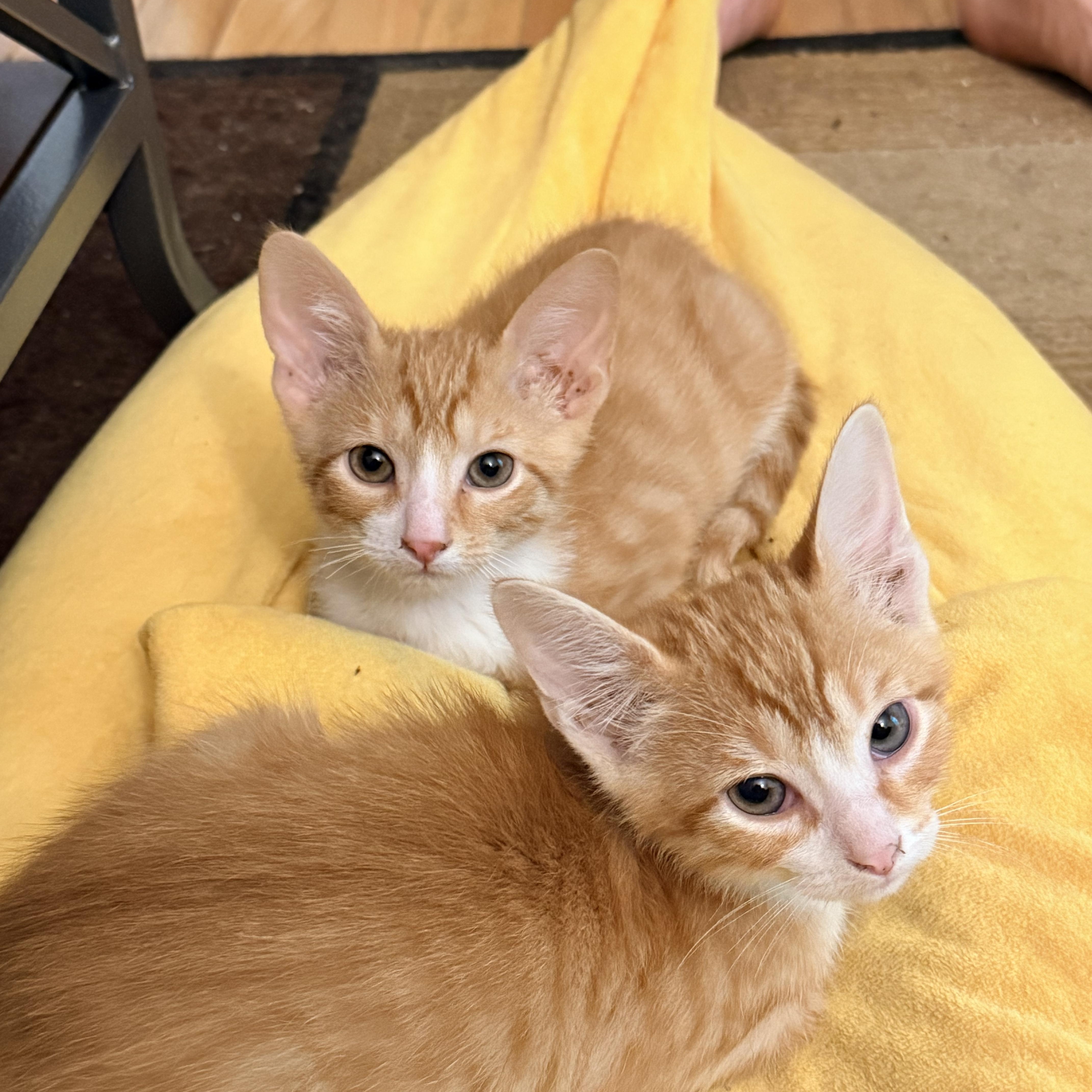 Blimp  Athens  thumbnail 3