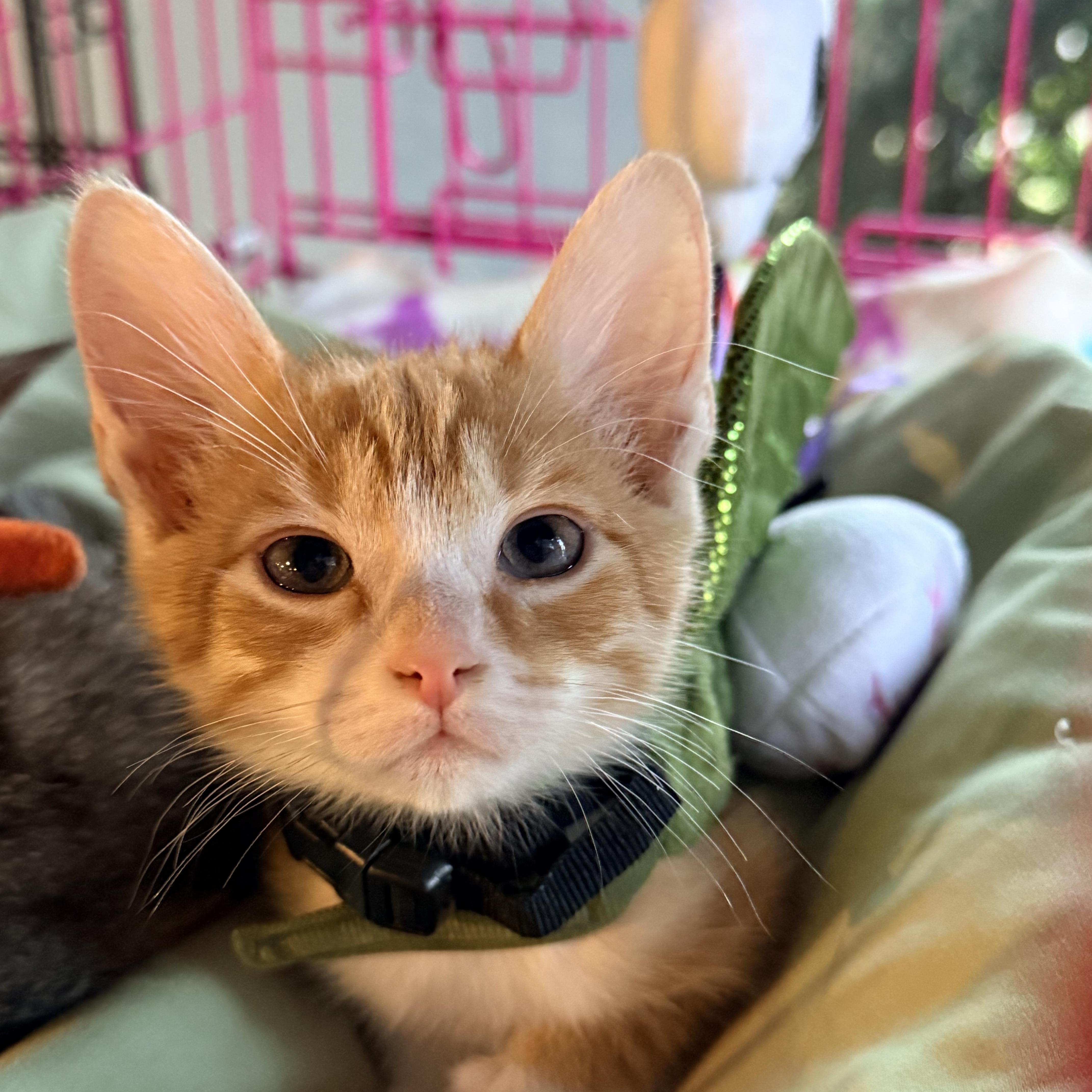 A baby medium-sized male Tabby (Orange / Red) Domestic Short Hair cat named Blimp Athens for adoption in Greensboro, GA