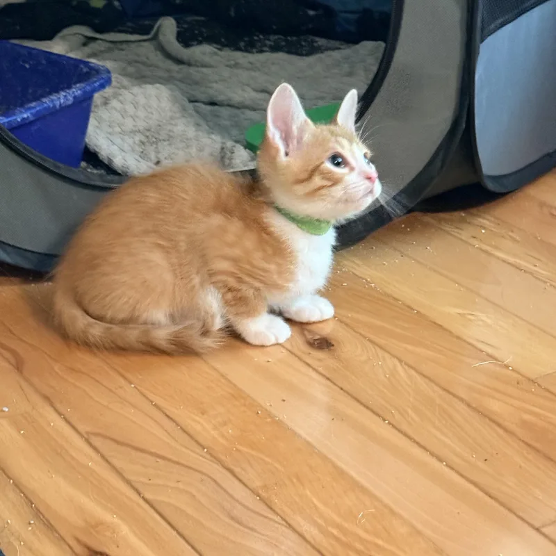 Blimp  Athens  thumbnail 4