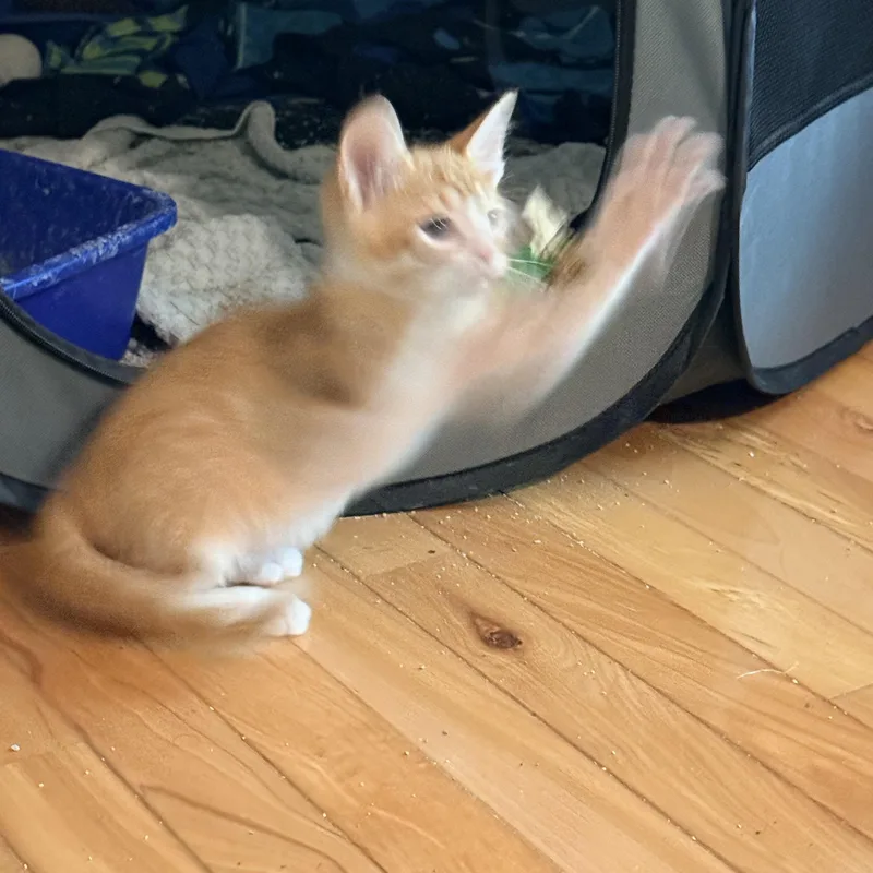 Blimp  Athens  thumbnail 5