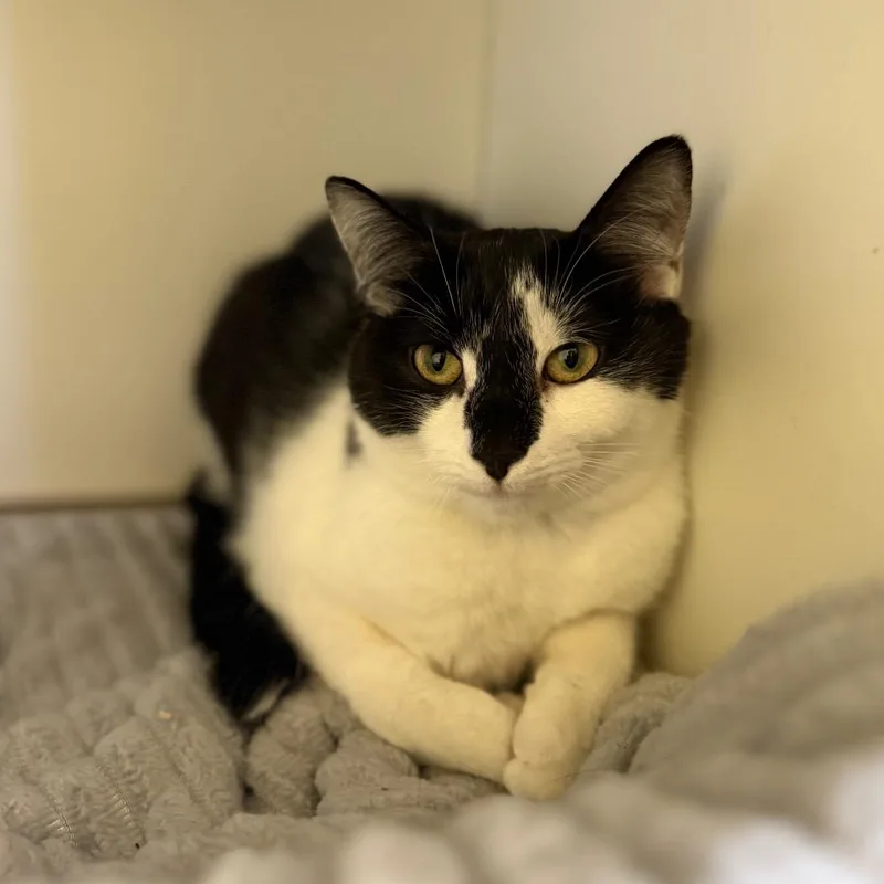 A young medium-sized female Black & White / Tuxedo Domestic Short Hair cat named Lily for adoption in Fenton, MI