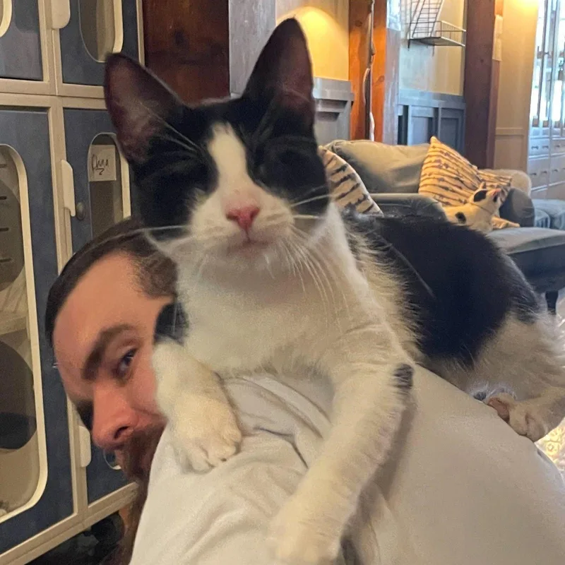 An adult medium-sized male Domestic Short Hair cat named Blair & Morgan for adoption in Brooklyn, NY