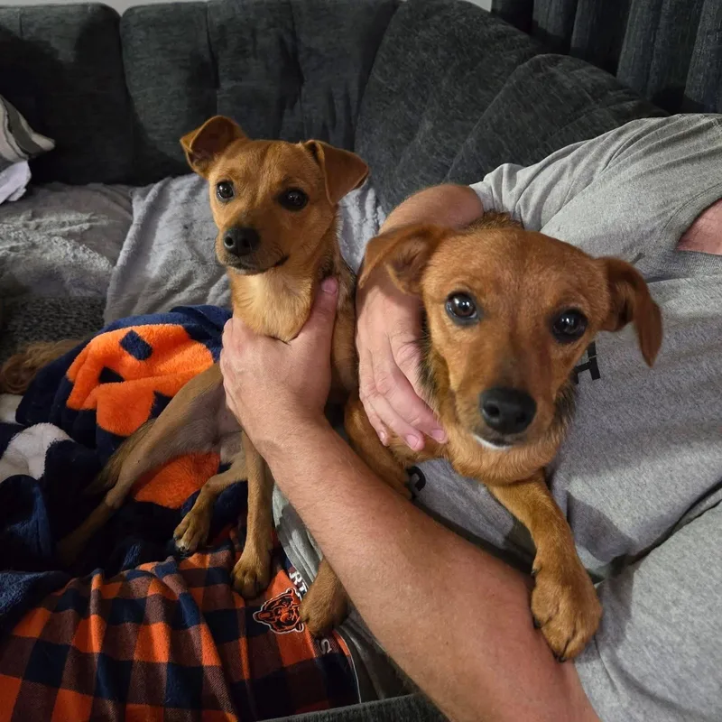 A baby small-sized female Chihuahua dog named Monica for adoption in McHenry, IL
