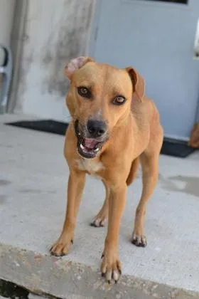 An adult medium-sized female Mixed Breed dog named Gigi for adoption in New Orleans, LA