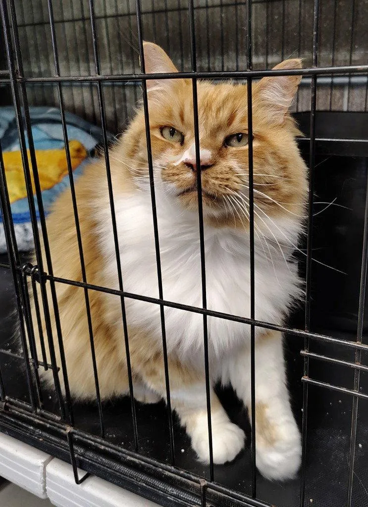 An adult medium-sized male Orange & White Domestic Long Hair cat named Murphy for adoption in Dripping Springs, TX