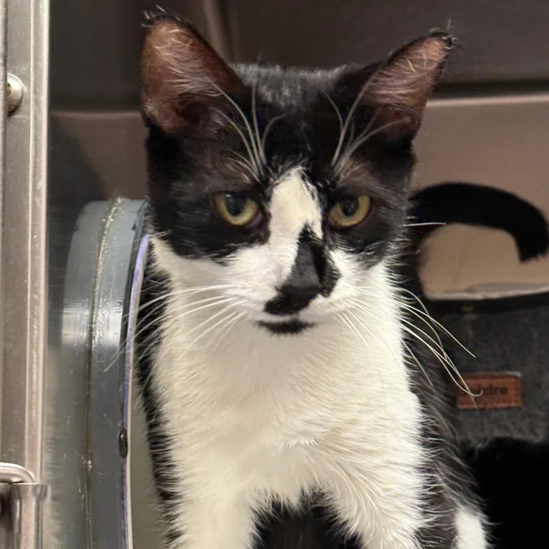 An adult medium-sized female Black Domestic Short Hair cat named Tarot Sweet Lady for adoption in Flagstaff, AZ