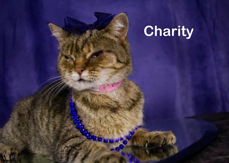 An adult medium-sized female Tabby (Brown / Chocolate) Tabby cat named Charity Mama for adoption in York, NE